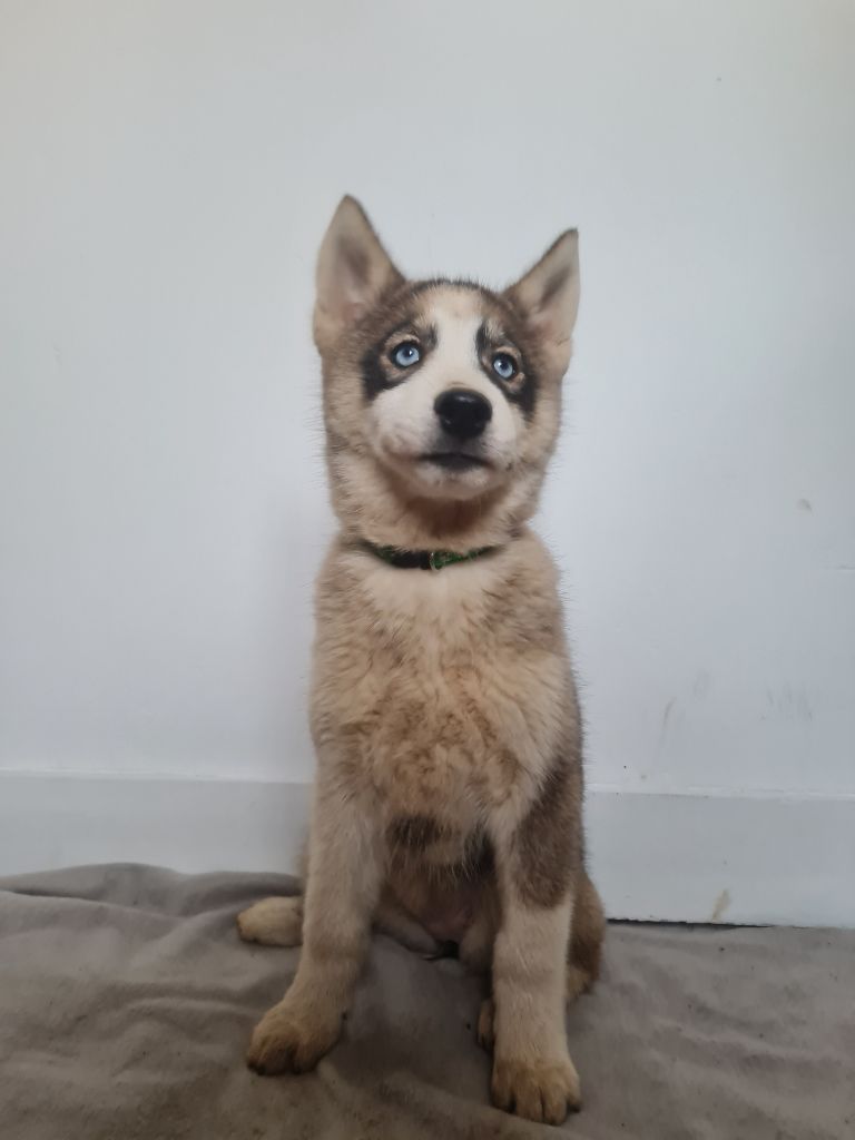 Of Montains Sons - Chiot disponible  - Siberian Husky