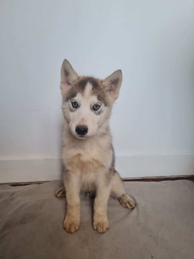 Of Montains Sons - Chiot disponible  - Siberian Husky